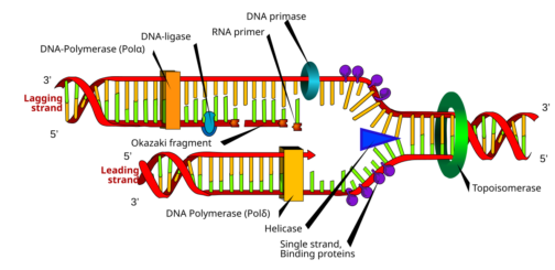 mymedschool.orgM03.02.003 Steps of DNA replication