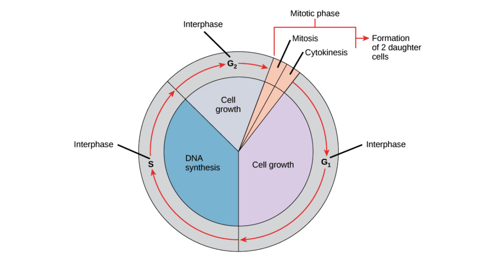 mymedschool.orgU01.01.021 Cell cycle phases