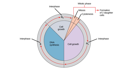 mymedschool.orgU01.01.021 Cell cycle phases