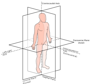 Peripheral Position mymedschool.orgM01.01.007 The Anatomical Position