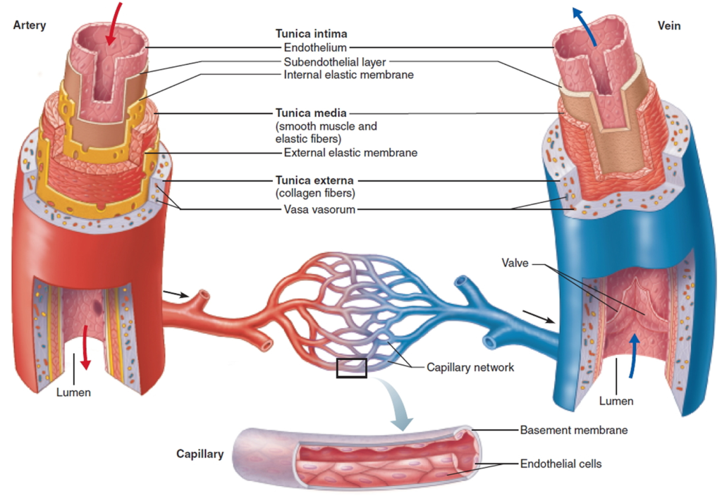 M04.01.07 Ultrastructure of Blood Vessels
