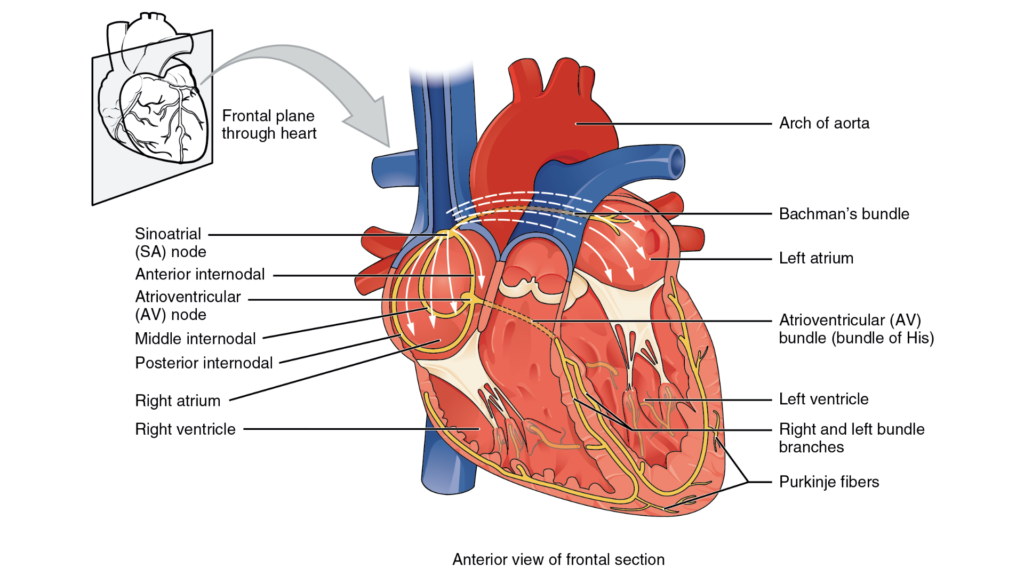 M04.03.06 Conducting system of the heart