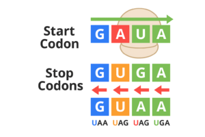 mymedschool.orgU01.01.017 Start and stop codons