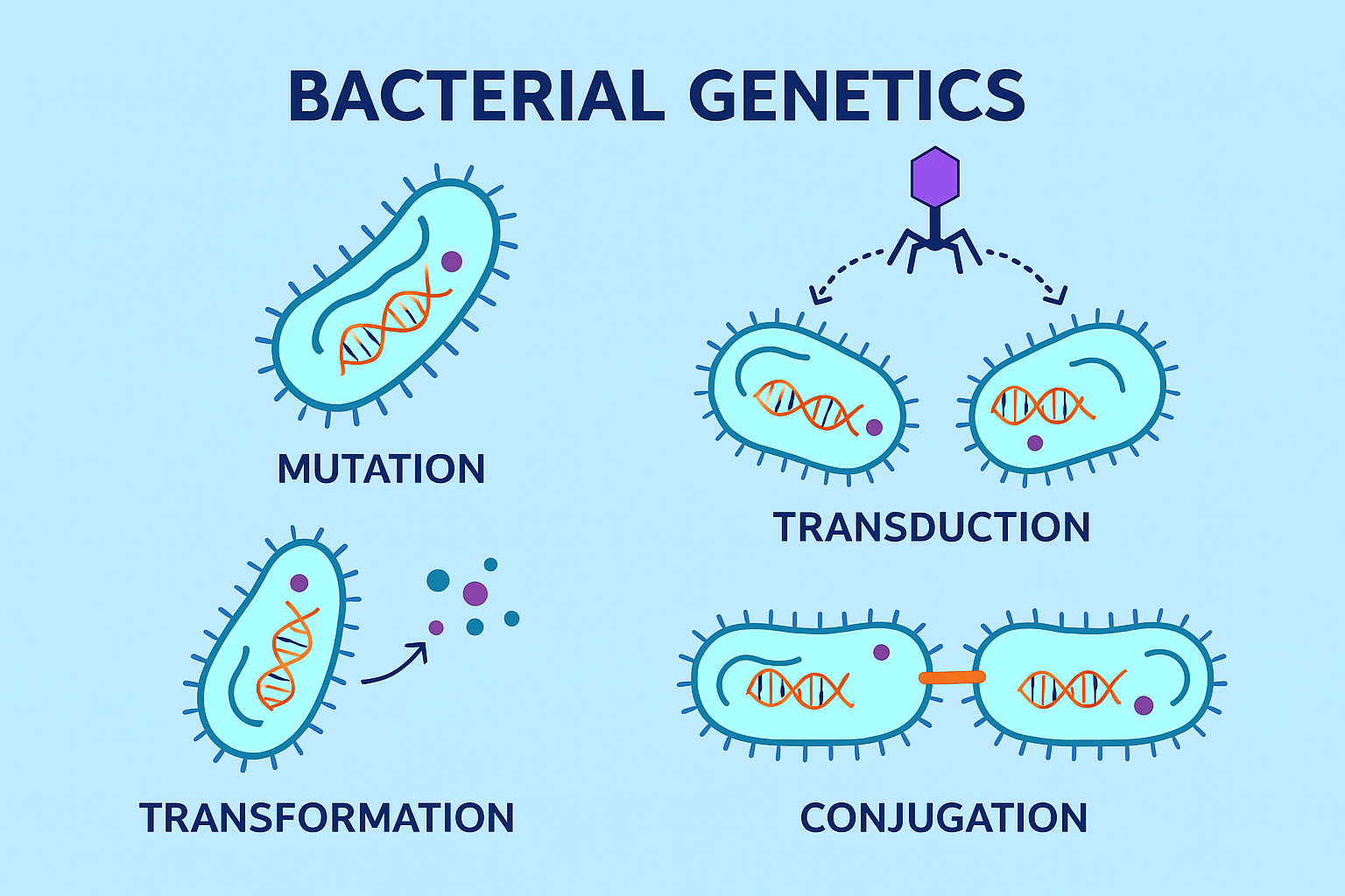 Bacterial Genetic Transfer Made Easy: Transformation, Conjugation ...