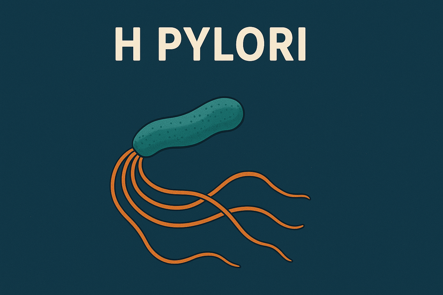 Helicobacter Pathogenesis Helicobacter pylori Flashcard: Pathogenesis and Clinical Associations