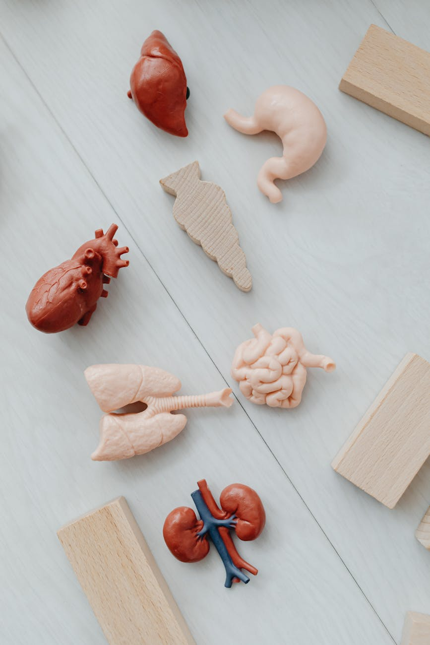 models of organs