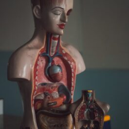 mannequin of human digestive tract