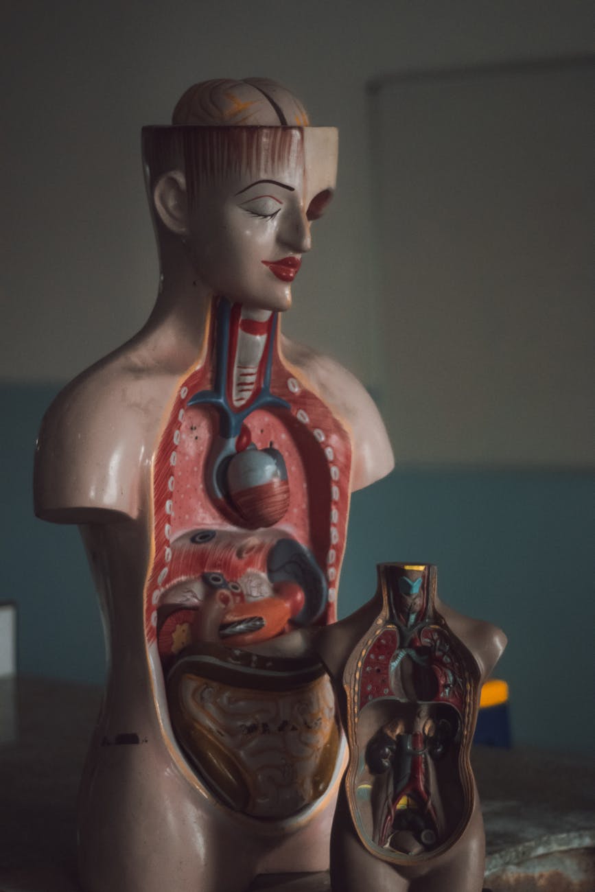 mannequin of human digestive tract