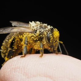 macro shot of pollen covered honey bee on finger