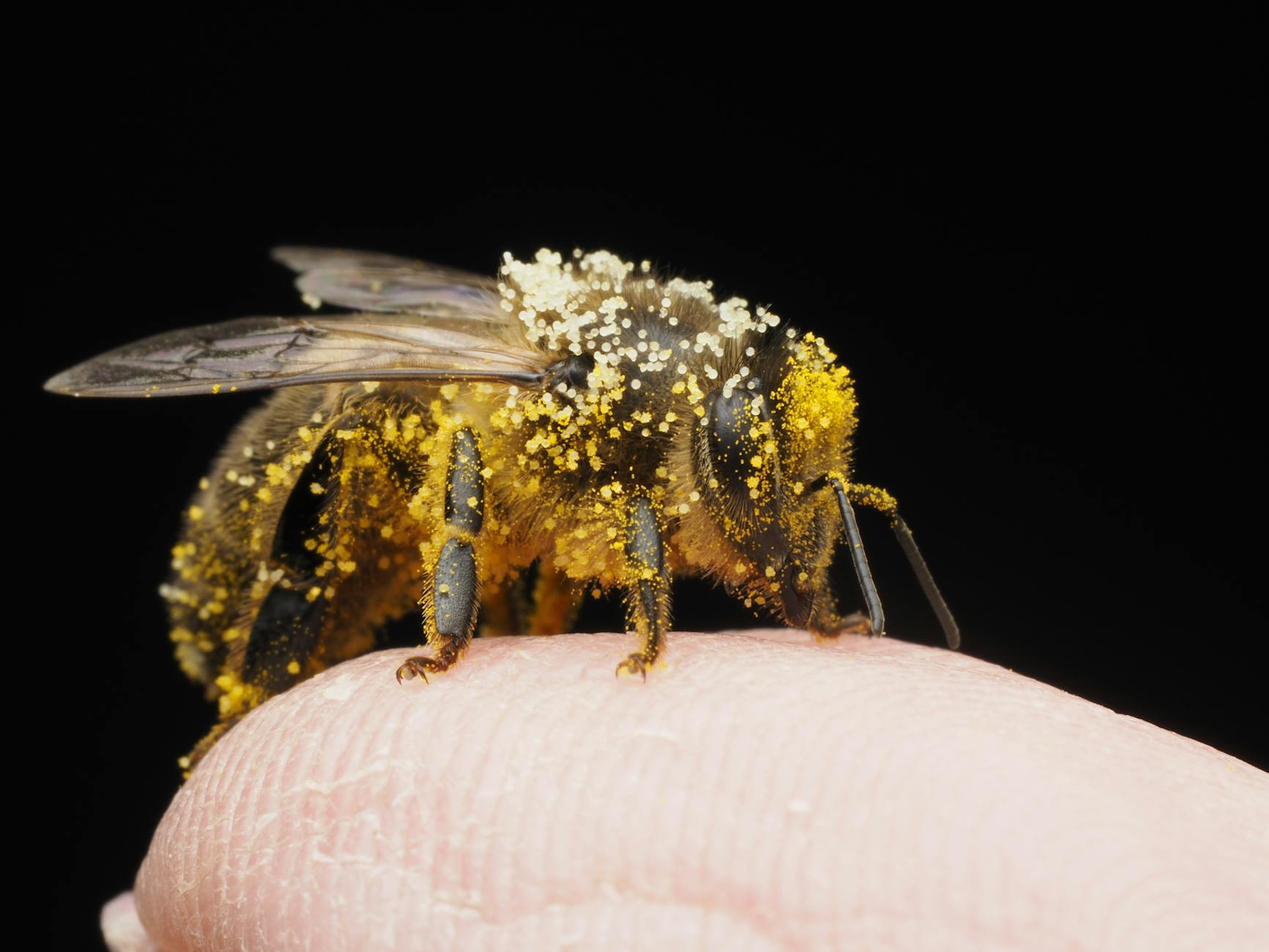 macro shot of pollen covered honey bee on finger
