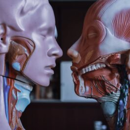 human anatomical mannequins placed near each other
