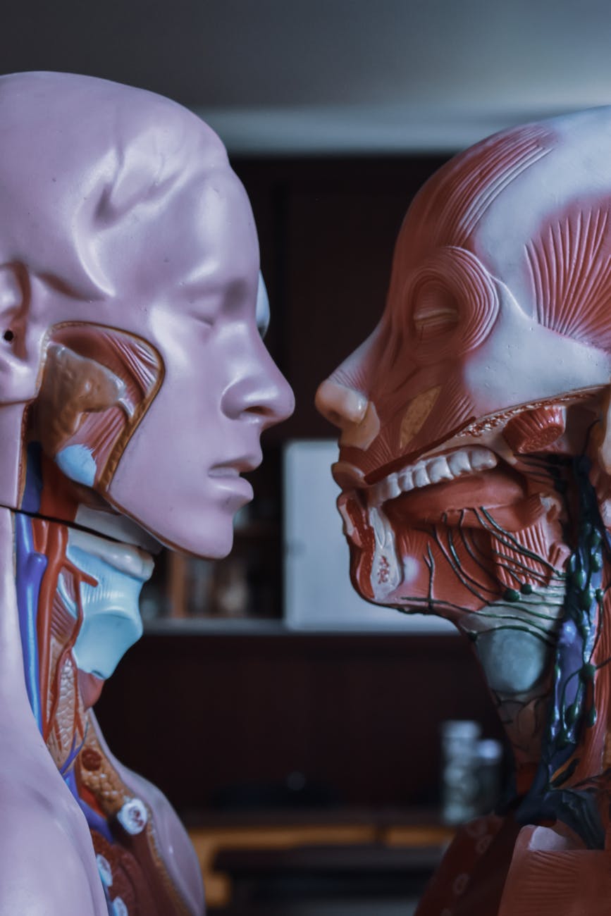 human anatomical mannequins placed near each other