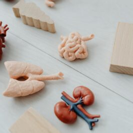 close up photo of toy body parts