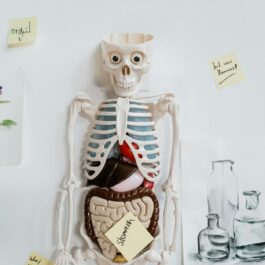 skeleton model and sticky notes