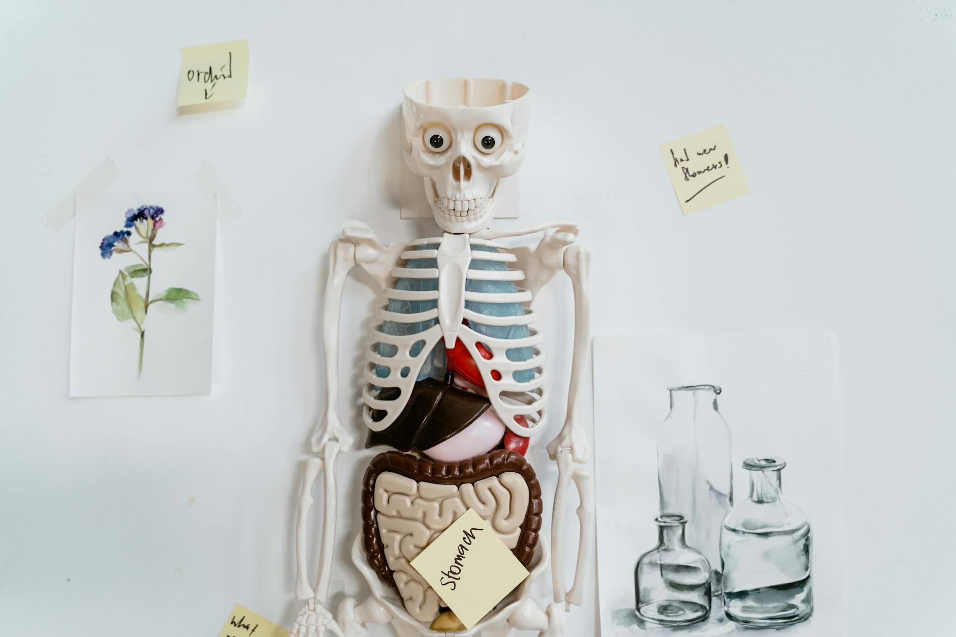 skeleton model and sticky notes