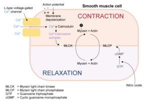 mymedschool.orgU01.11.016 Vascular smooth muscle contraction and ...