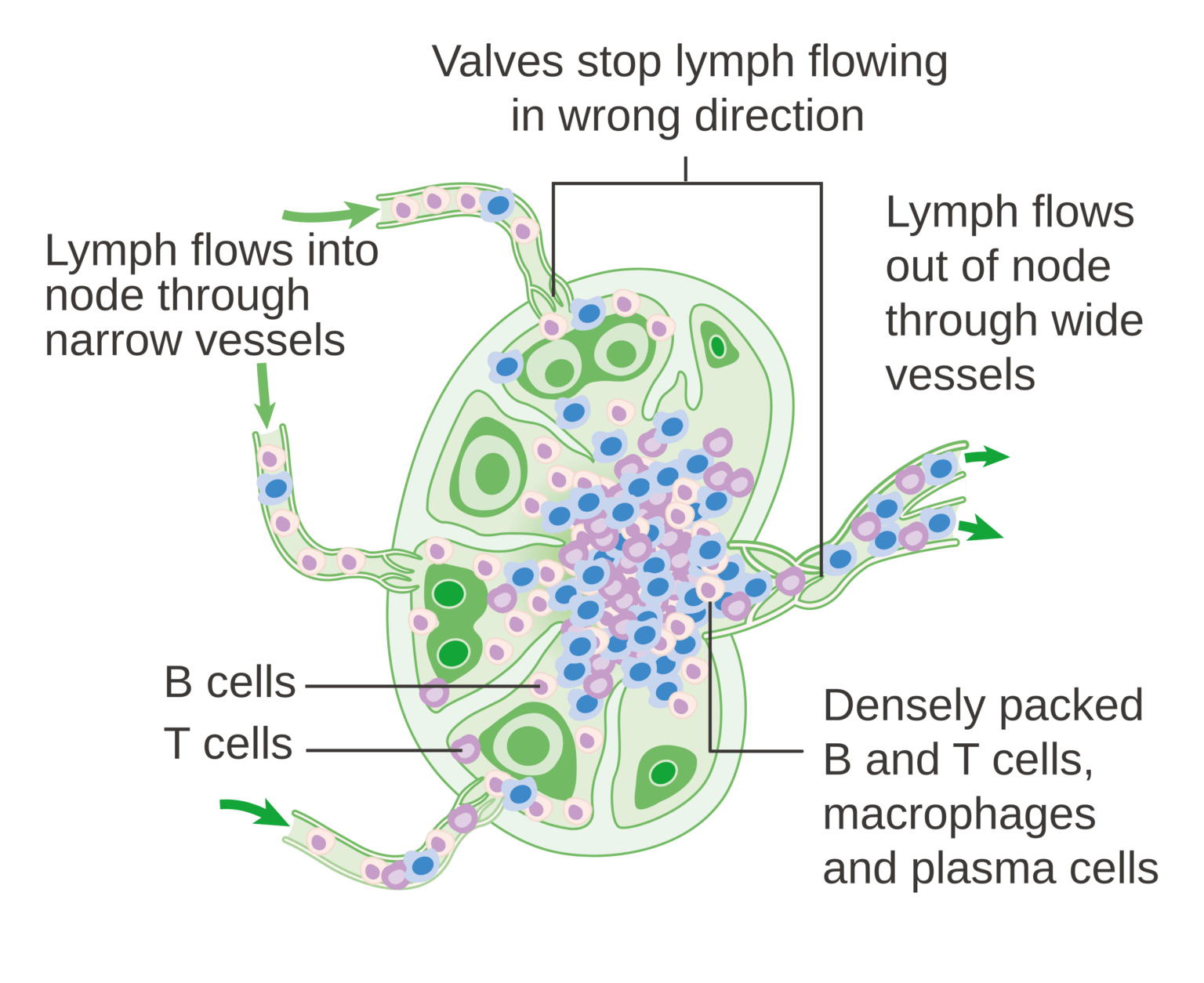 mymedschool.orgU01.02.002 Lymph node