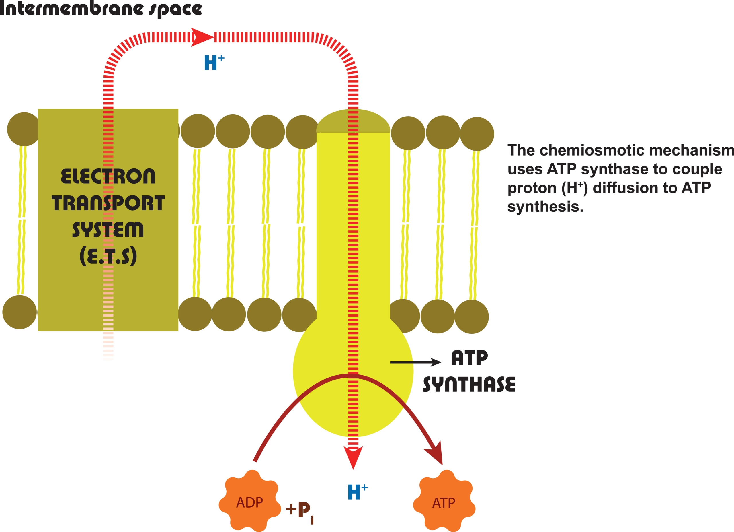 U01.01.102 Electron Transport Chain and Oxidative Phosphorylation: High ...