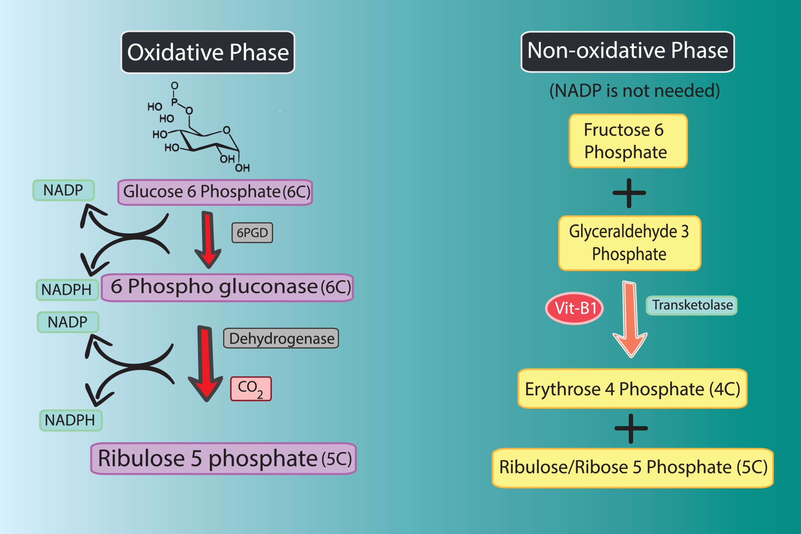 U01.01.104 Pentose Phosphate Pathway: G6PD, NADPH, and Ribose-5-Phosphate