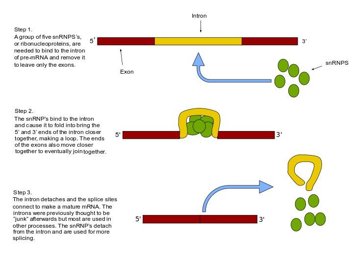 mymedschool.orgProcess_of_RNA_splicing