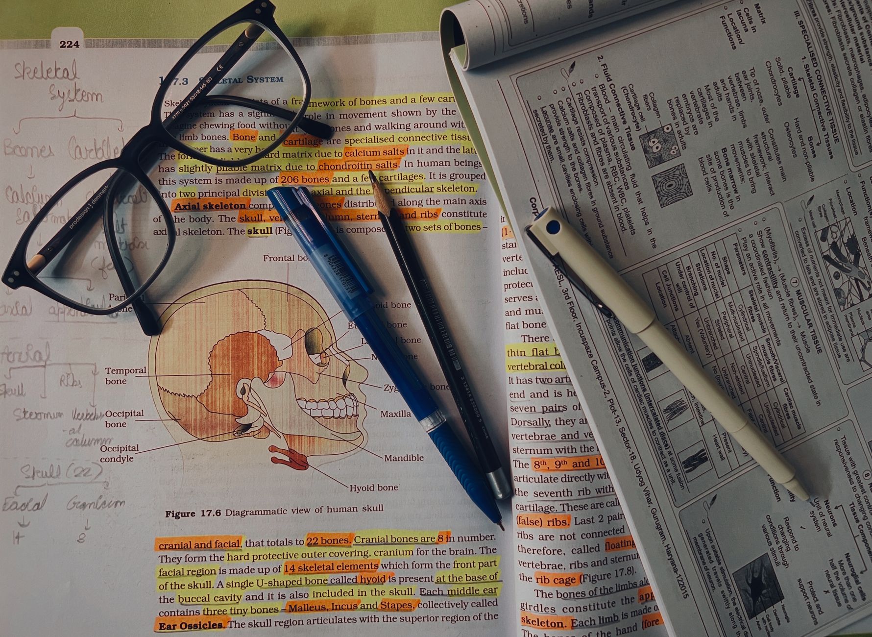 Mastering Anatomy for NEET PG 2026: The High-Yield Blueprint